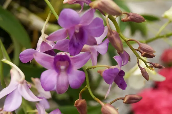 Close-up of the orchid in the garden. Pale purple orchid in garden. Flower and plant.