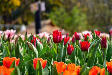 Gündüz vakti lale denizinde kırmızı lalelerin yakın çekimi. Bahçede güneş ışığı olan kırmızı laleler. Çiçek ve bitki. Arka plan, doğa ve çiçek arkaplanı için.