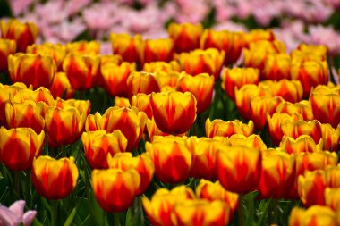Gündüz vakti laleler denizinde kırmızı ve sarı lalelerin yakın çekimi. Çiçek ve bitki. Arka plan, doğa ve çiçek arkaplanı için.