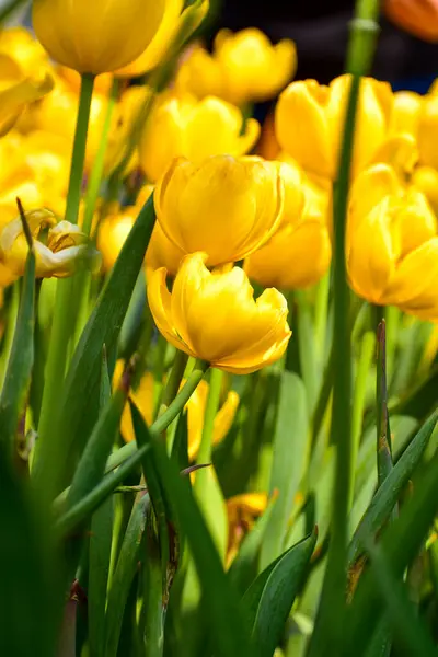 Close-up of yellow tulips in the sea of tulips in daytime. Yellow tulips in the garden with sunlight. Flower and plant. For background, nature and flower background.