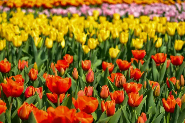 Gündüz vakti lale denizinde turuncu lalelerin yakın çekimi. Çiçek ve bitki. Arka plan, doğa ve çiçek arkaplanı için.