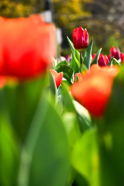 Close-up of red tulips in the sea of tulips in daytime. red tulips in the garden with sunlight. Flower and plant. For background, nature and flower background.