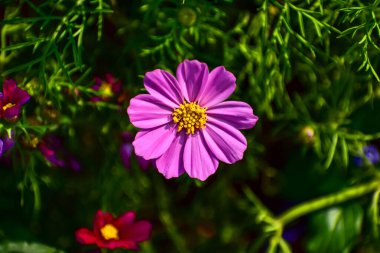 Bahçedeki Bahçe Kozmosu 'nu güneş ışığıyla kapatın. Pembe ve kırmızı bahçe kozmosu çiçekleri arka planda çiçek açıyor. Doğa ve çiçek arka planı. Çiçek ve bitki.
