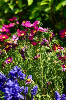Bahçedeki Bahçe Kozmosu 'nu güneş ışığıyla kapatın. Pembe ve kırmızı bahçe kozmosu çiçekleri arka planda çiçek açıyor. Doğa ve çiçek arka planı. Çiçek ve bitki.