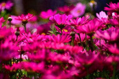 Bahçedeki pembe papatya çiçeklerini güneş ışığıyla kapatın. Pembe Daisy çiçekleri arka planda çiçek açıyor. Doğa ve çiçek arka planı. Çiçek ve bitki.