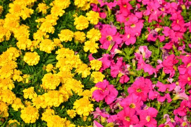 Bahçedeki çiçek denizinin yakınına. Arka planda açan renkli çiçekler. Doğa ve çiçek arka planı. Çiçek ve bitki.