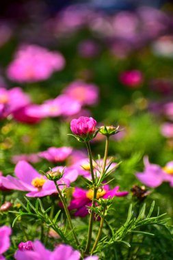 Close up of Garden Cosmos in the garden with sunlight. Pink and red garden cosmos flowers blooming Background. Nature and flower background. Flower and plant. clipart