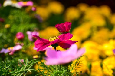 Close up of Garden Cosmos in the garden with sunlight. Pink and red garden cosmos flowers blooming Background. Nature and flower background. Flower and plant. clipart
