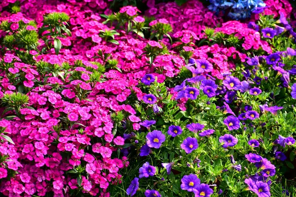 Close up of the sea of flowers in the garden. Colorful flowers blooming background. Nature and flower background. Flower and plant.