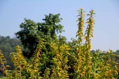 Kırsal kesimde yabani çiçekler ve çimenler. Çiçek ve bitki.