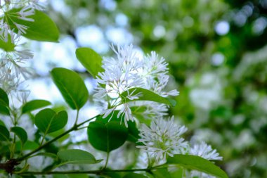 Chionanthus retusus 'a (Çin püsküllü ağaç) güneş ışığıyla yakın çekim. Çiçek ve bitki. Doğa arkaplanı.