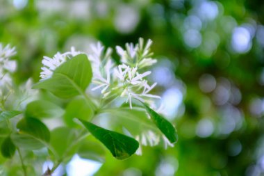 Chionanthus retusus 'a (Çin püsküllü ağaç) güneş ışığıyla yakın çekim. Çiçek ve bitki. Doğa arkaplanı.