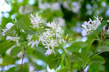 Chionanthus retusus 'a (Çin püsküllü ağaç) güneş ışığıyla yakın çekim. Çiçek ve bitki. Doğa arkaplanı.