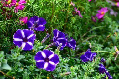 Violet Petunia çiçeklerinin çimlerde açtığı yakın plan. Bahçede mor çiçekler. Çiçek ve bitki.