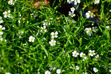 Sagina Subulata. Alpine Pearlwort. Sagina saginoides bahçede. Beyaz çiçekli yeşil bitkiler 