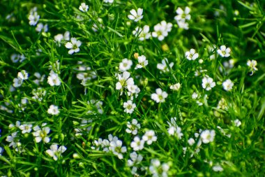 Sagina Subulata. Alpine Pearlwort. Sagina saginoides bahçede. Beyaz çiçekli yeşil bitkiler 