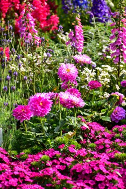 Bahçedeki pembe Dahlia çiçeklerine yakın çekim. Bahçede güneş ışığı olan pembe çiçekler. Çiçek ve bitki.