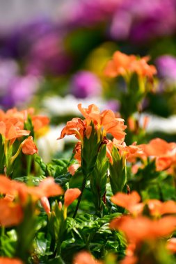 Crossandra Infundibuliforis 'in yakın çekimi, bahçedeki kestane fişeği çiçeği. Açık havada turuncu çiçekler. Çiçek ve bitki.