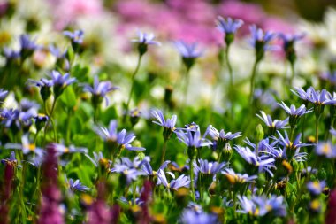 Bebek mavisi bir tarla, bahçesinde güneş ışığı olan mor çiçekler. Bahçedeki mavi papatya çiçekleri. Parlak çiçek arkaplanı. Çiçek ve bitki.