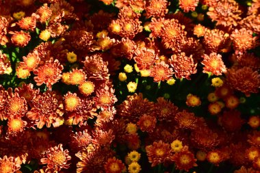 Bahçedeki güneş ışığının altında kasımpatı yakın çekim. Kırsal kesimde portakal çiçekleri. Çiçek ve bitki.