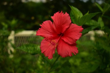 Bahçedeki Hibiscus çiçeklerine yakın çekim. Kırsal kesimde yeşil yapraklı pembe ve kırmızı amber çiçekleri. Çiçek ve bitki. 