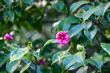 Bahçede yeşil yapraklı pembe ve beyaz Japon kamelyası. Kırsalda pembe çiçekler. Çiçek ve bitki.