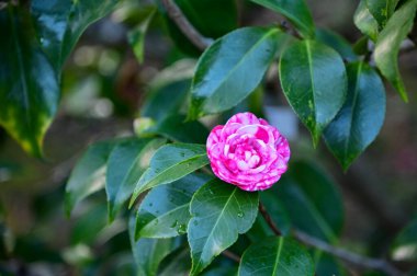 Bahçede yeşil yapraklı pembe ve beyaz Japon kamelyası. Kırsalda pembe çiçekler. Çiçek ve bitki.