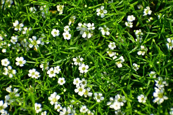 Sagina Subulata. Alpine Pearlwort. Sagina saginoides bahçede. Beyaz çiçekli yeşil bitkiler 
