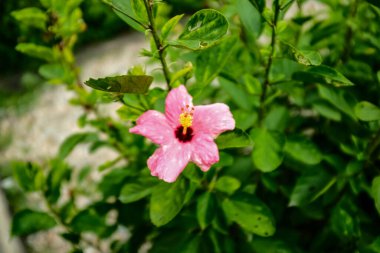 Bahçedeki Hibiscus çiçeklerine yakın çekim. Kırsal kesimde yeşil yapraklı pembe ve kırmızı amber çiçekleri. Çiçek ve bitki. 