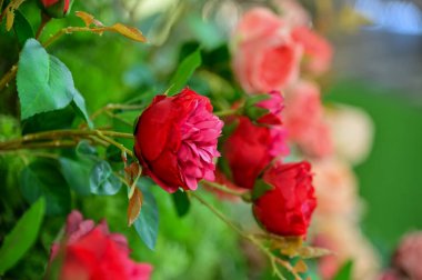Bahçedeki güzel güller. Renkli gül süslemesi. Gül arka planı. Çiçek ve bitki.