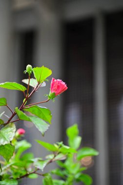 Bahçedeki Pembe Hibiscus Çiçeği 'nin yan görüntüsü. Açık havada yeşil yapraklı parlak pembe amber çiçeği. Çiçek ve bitki.