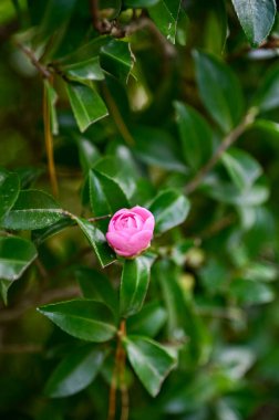 Bahçedeki Japon kamelyası yapraklarla doludur. Kırsal kesimde pembe Japon kamelya çiçekleri. Çiçek ve bitki.