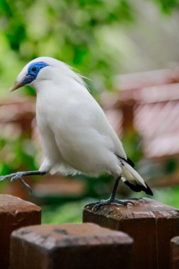 Bali Myna 'nın yakın çekimi, parktaki beyaz bir kuş. Hayvan ve doğa sahnesi.