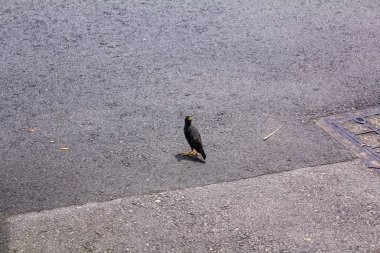 Javan Myna 'nın manzarası, sokaklarda yürüyen vahşi bir kuş. Şehirdeki kuş gözlemciliği. Vahşi hayvan konsepti.