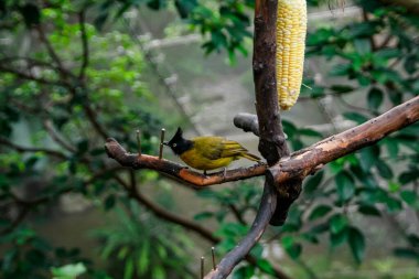 Ağaç dalındaki siyah ibikli bir bültenin yakın çekimi. Ağaç dalında bir kuş. Vahşi hayvan sahnesi.