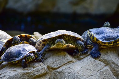 Kırmızı kulaklı kayganlaştırıcının havuzda kayalıklarda güneşlenişini yakından çek. Kamu parkındaki su dolu kaplumbağa. Vahşi hayvanlar ve doğa sahnesi.