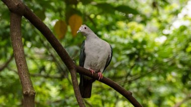Ağaç dalında yeşil bir imparatorluk güvercini ve güvercin kafasını yana doğru eğiyor. Kuş İzleme. Vahşi hayvan konsepti.