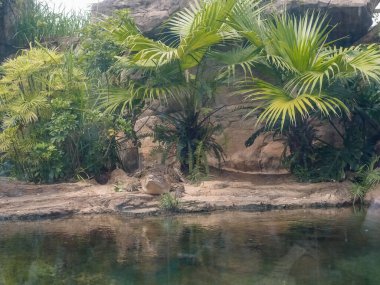 Timsahlı büyük akvaryum tankı, tuzlu su timsahı, Estuarine Timsahı. Hayvan konsepti.