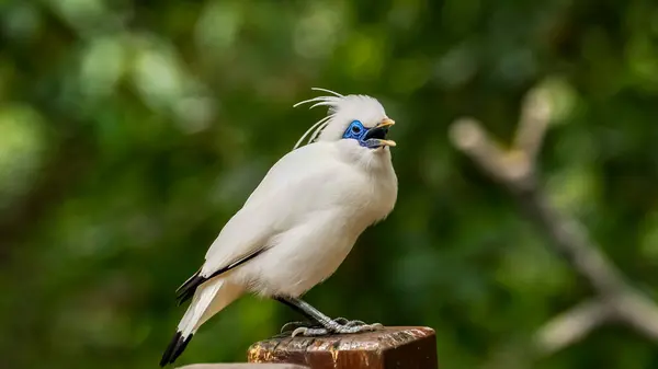 Bali Myna 'nın yakın çekimi, parktaki beyaz bir kuş. Hayvan ve doğa sahnesi.