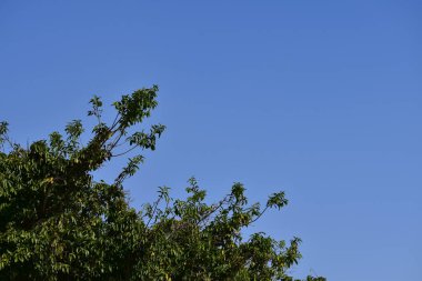 Çimenler ve mavi gökyüzü arka planlı ağaçlar. Temiz Gökyüzü. Doğa sahnesi, doğa arka planı.