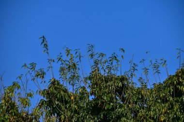 Çimenler ve mavi gökyüzü arka planlı ağaçlar. Temiz Gökyüzü. Doğa sahnesi, doğa arka planı.