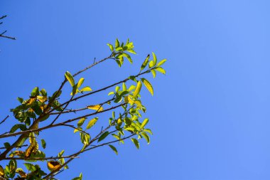 Çimenler ve mavi gökyüzü arka planlı ağaçlar. Temiz Gökyüzü. Doğa sahnesi, doğa arka planı.