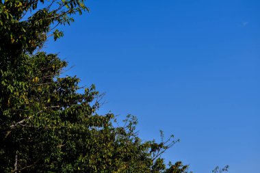 Çimenler ve mavi gökyüzü arka planlı ağaçlar. Temiz Gökyüzü. Doğa sahnesi, doğa arka planı.