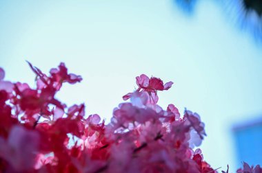 Yapay şeftali çiçeğinin yakın çekimi. Şölen dekorasyonu ve kutlaması. Çin Yeni Yıl dekorasyonu. Arka plan kullanımı için. Boşluğu kopyala.