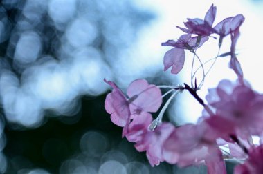 Yapay şeftali çiçeğinin yakın çekimi. Şölen dekorasyonu ve kutlaması. Çin Yeni Yıl dekorasyonu. Arka plan kullanımı için. Boşluğu kopyala.