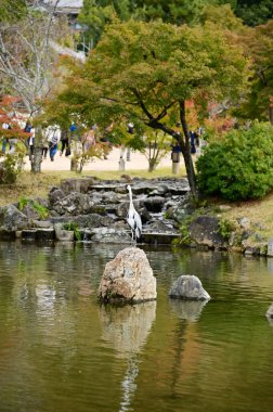 Japonya 'nın Kyoto kentinde sonbaharda Maruyama Parkı sahnesi. Kyoto 'da güzel manzaralı bir halk parkı. Renkli ağaçlar ve göletlerle büyüleyici doğa sahnesi. Seyahat ve doğa kavramı. Japonya doğa görünümü.