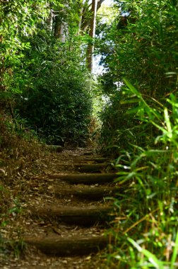Kyoto Japonya kırsalındaki yürüyüş yolu. Japonya, Kyoto 'da kırsal bir yer. Japonya yürüyüş rotası, doğa manzarası. Yeşil Orman.