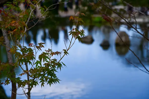 Japonya 'nın Kyoto kentinde sonbaharda Maruyama Parkı sahnesi. Kyoto 'da güzel manzaralı bir halk parkı. Renkli ağaçlar ve göletlerle büyüleyici doğa sahnesi. Seyahat ve doğa kavramı. Japonya doğa görünümü.