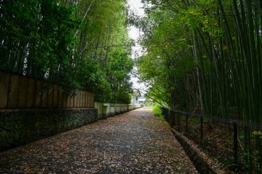 Arashiyama Bambu Ormanı, nam-ı diğer Arashiyaman Bambu Korusu, Kyoto, Japonya. Japonya 'nın en ünlü turistik yerlerinden biri. Bambu manzarası. Seyahat ve doğa kavramı.