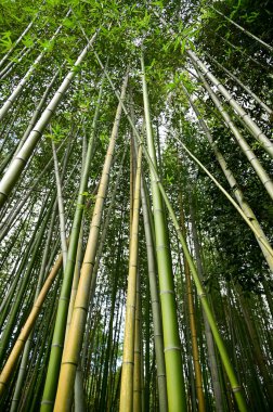 Arashiyama Bambu Ormanı, nam-ı diğer Arashiyaman Bambu Korusu, Kyoto, Japonya. Japonya 'nın en ünlü turistik yerlerinden biri. Bambu manzarası. Seyahat ve doğa kavramı.
